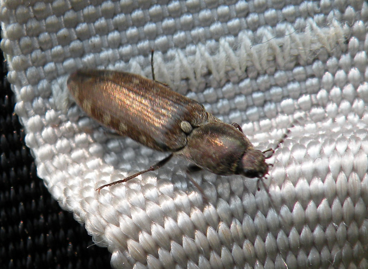 Elateridae dalla Val di Genova: Actenicerus siaelandicus